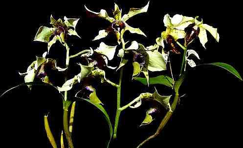 Dendrobium atroviolaceum